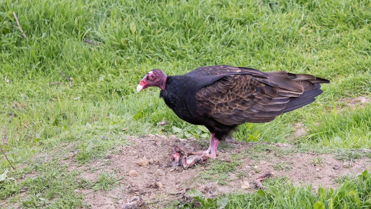 Turkey Vulture - ML631506282