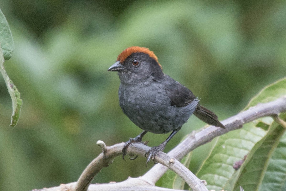 Cuzco Brushfinch - Michael Hooper