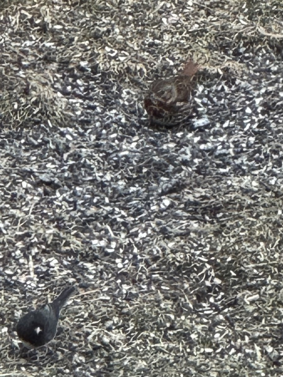 strnadec kaštanový - ML631506318