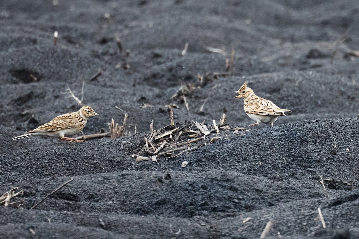 Eurasian Skylark - ML631506378