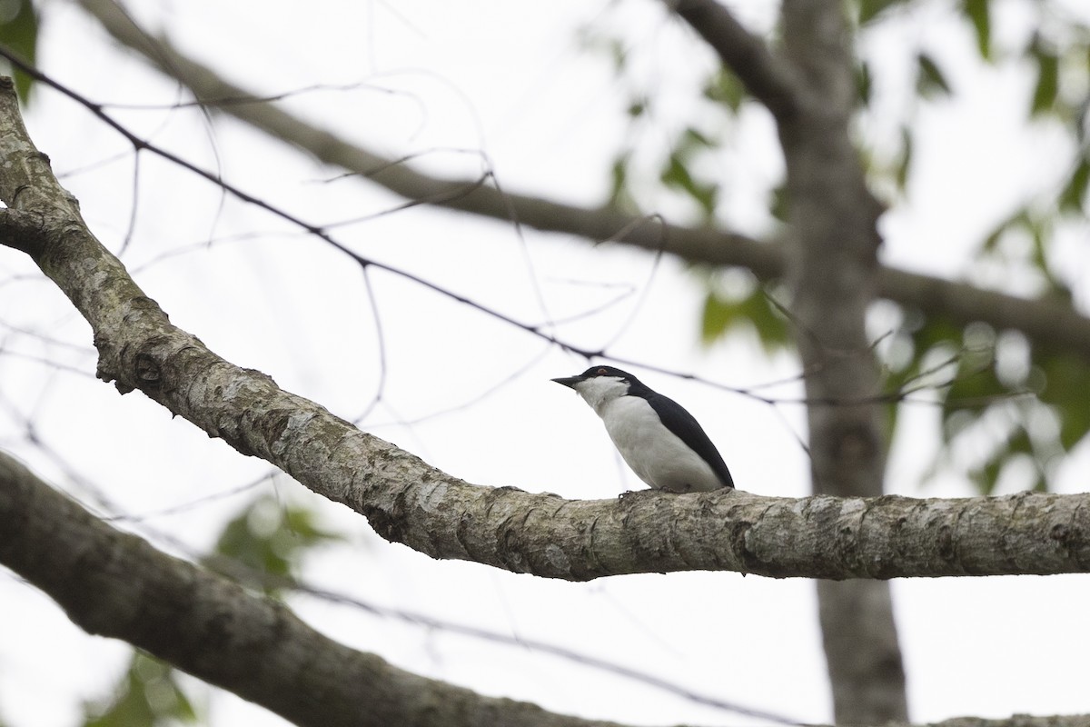 African Shrike-flycatcher - ML631506388