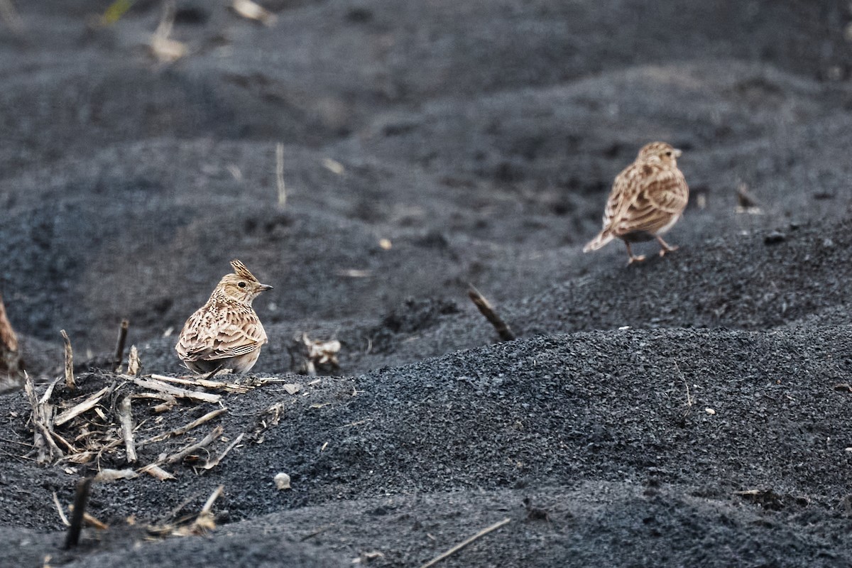 Eurasian Skylark - ML631506467