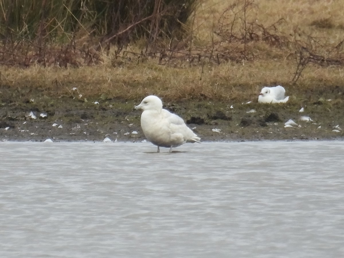 Iceland Gull - ML631506500