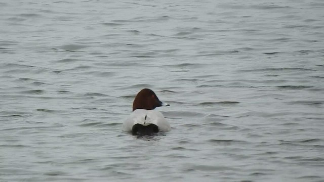 Common Pochard - ML631506504