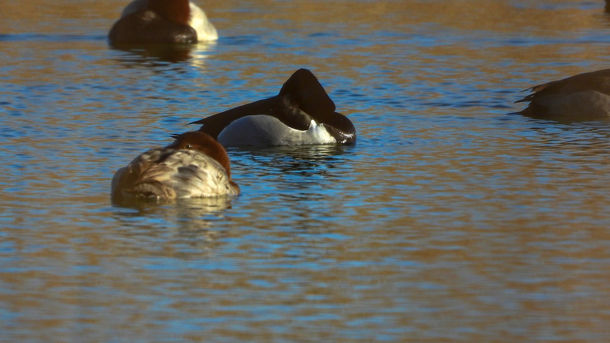 環頸潛鴨 - ML631506511