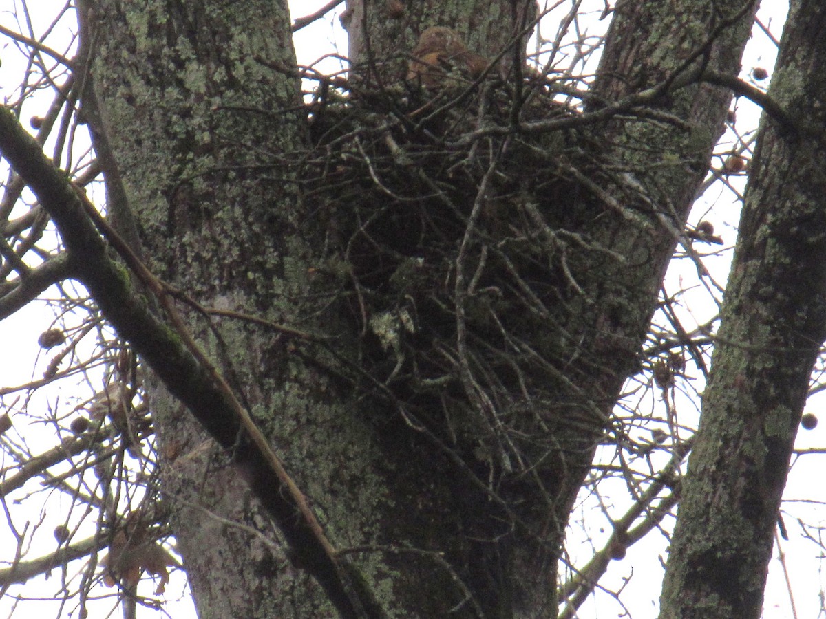 Red-shouldered Hawk - ML631506525
