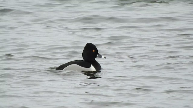 Ring-necked Duck - ML631506526