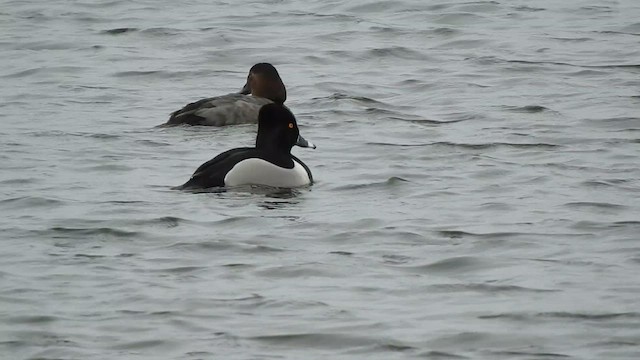 Ring-necked Duck - ML631506531