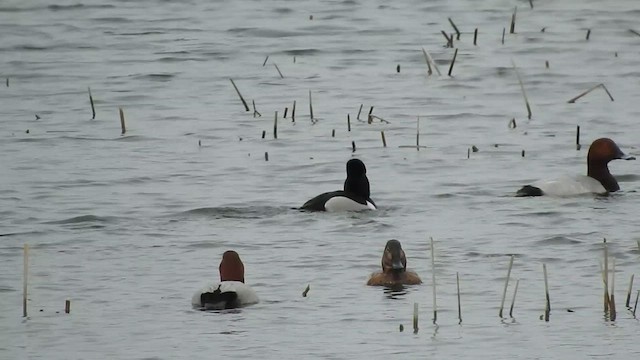 Ring-necked Duck - ML631506532