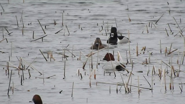 Ring-necked Duck - ML631506533