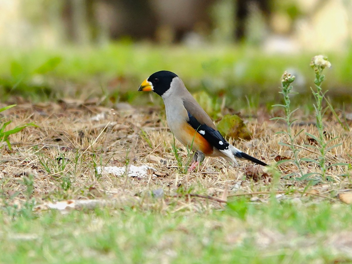 Yellow-billed Grosbeak - ML631506620