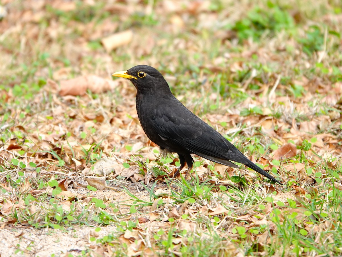 Chinese Blackbird - ML631506638