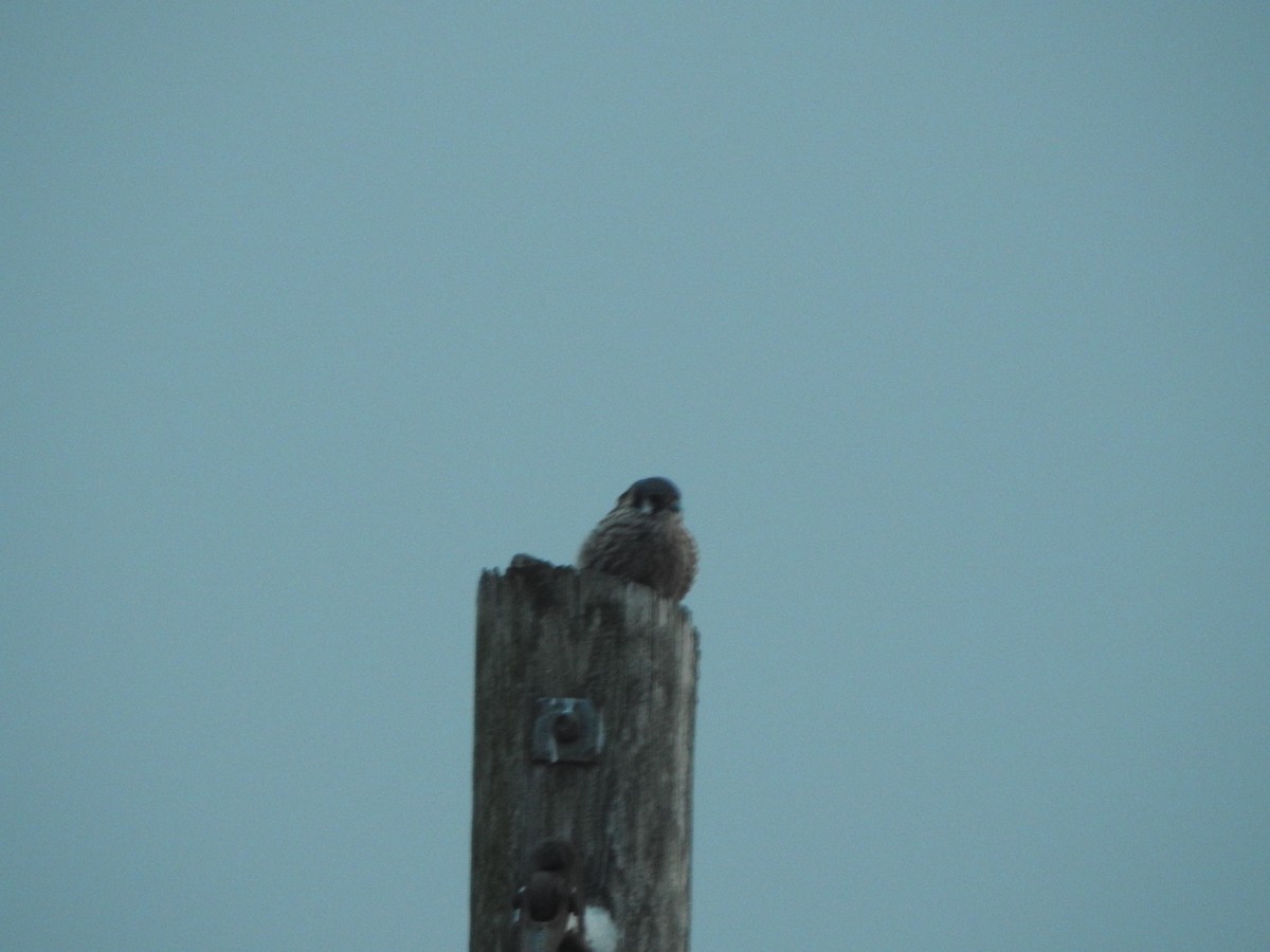 American Kestrel - ML631506691