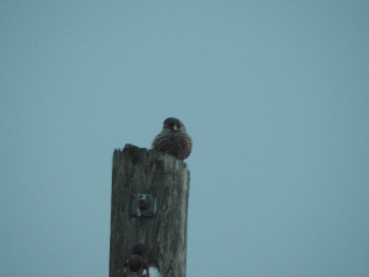 American Kestrel - ML631506692