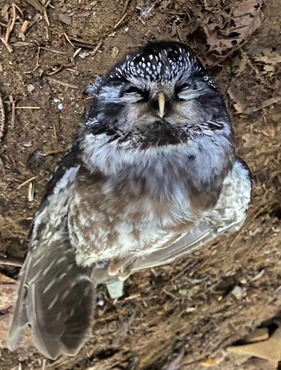 Boreal Owl - ML631506938