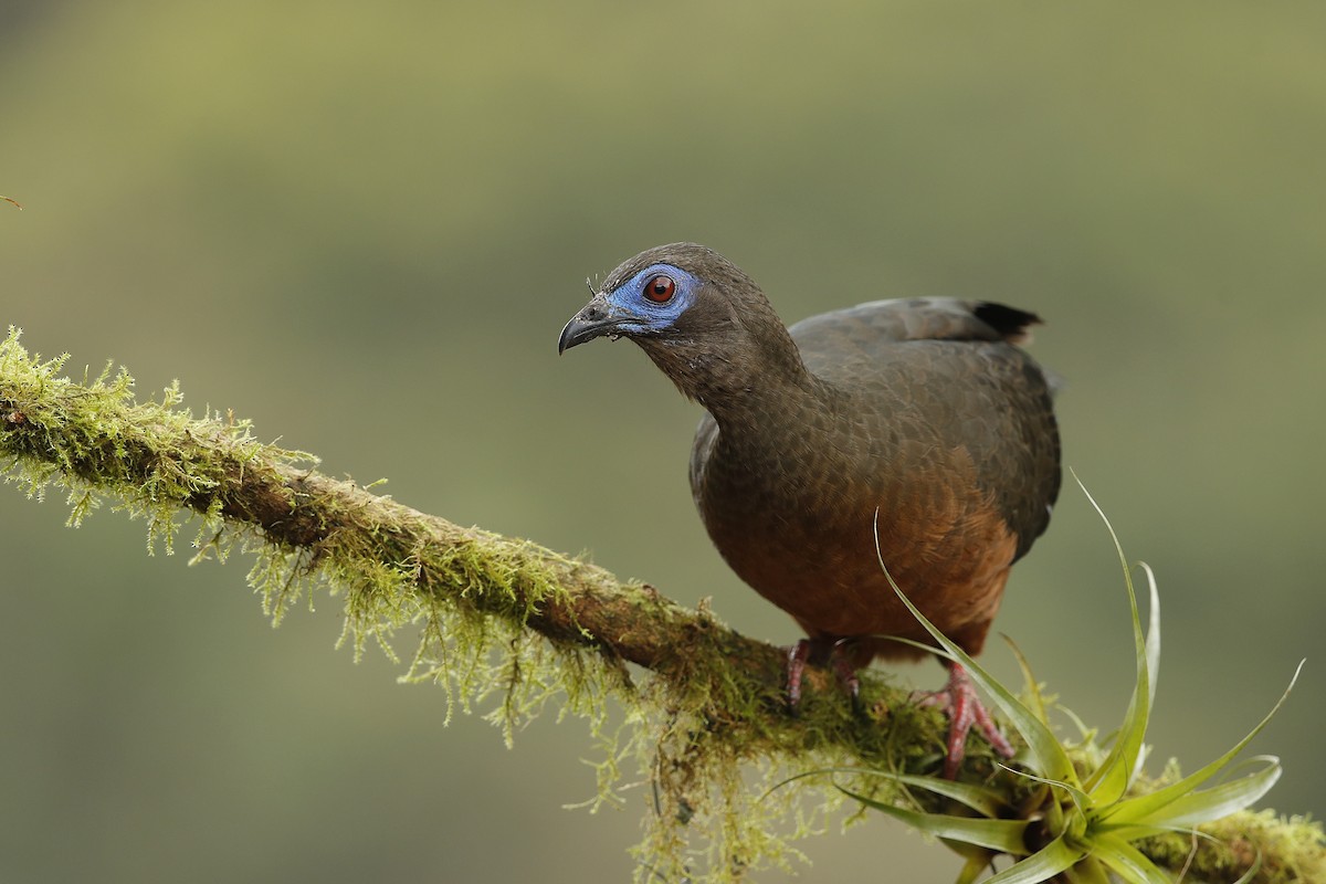 Sickle-winged Guan - ML631507079