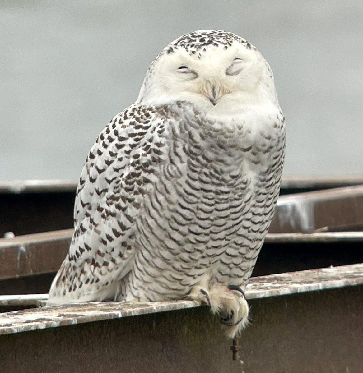 Snowy Owl - ML631507221