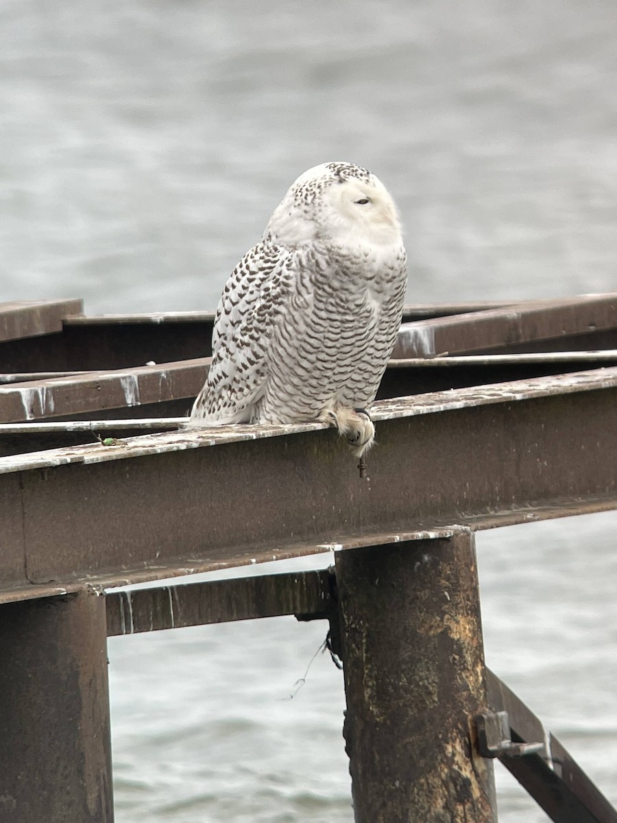 Snowy Owl - ML631507236
