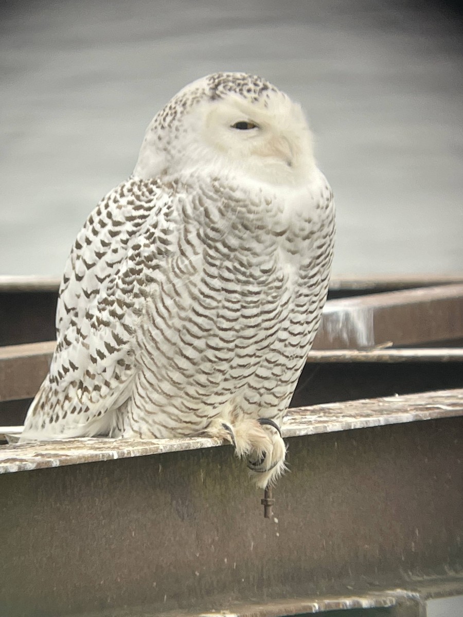 Snowy Owl - ML631507255