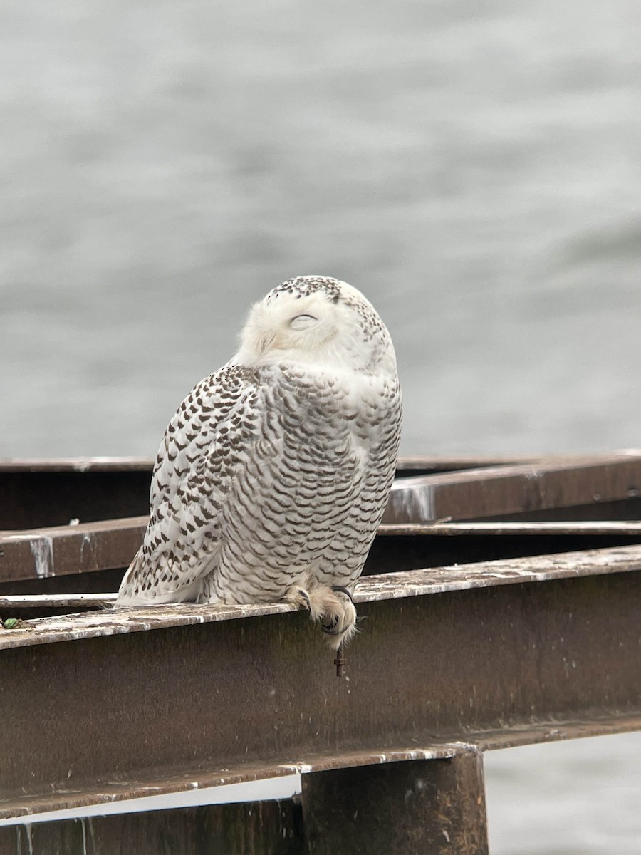 Snowy Owl - ML631507260