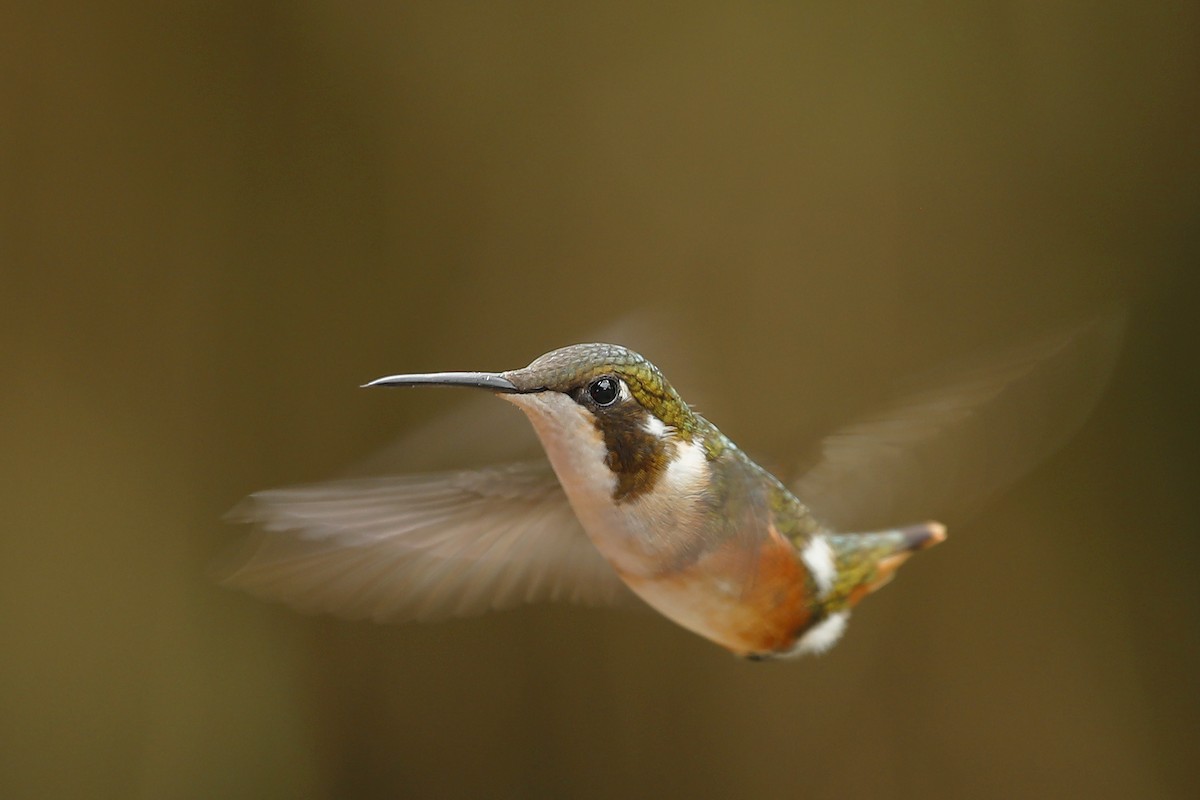 White-bellied Woodstar - ML631507376