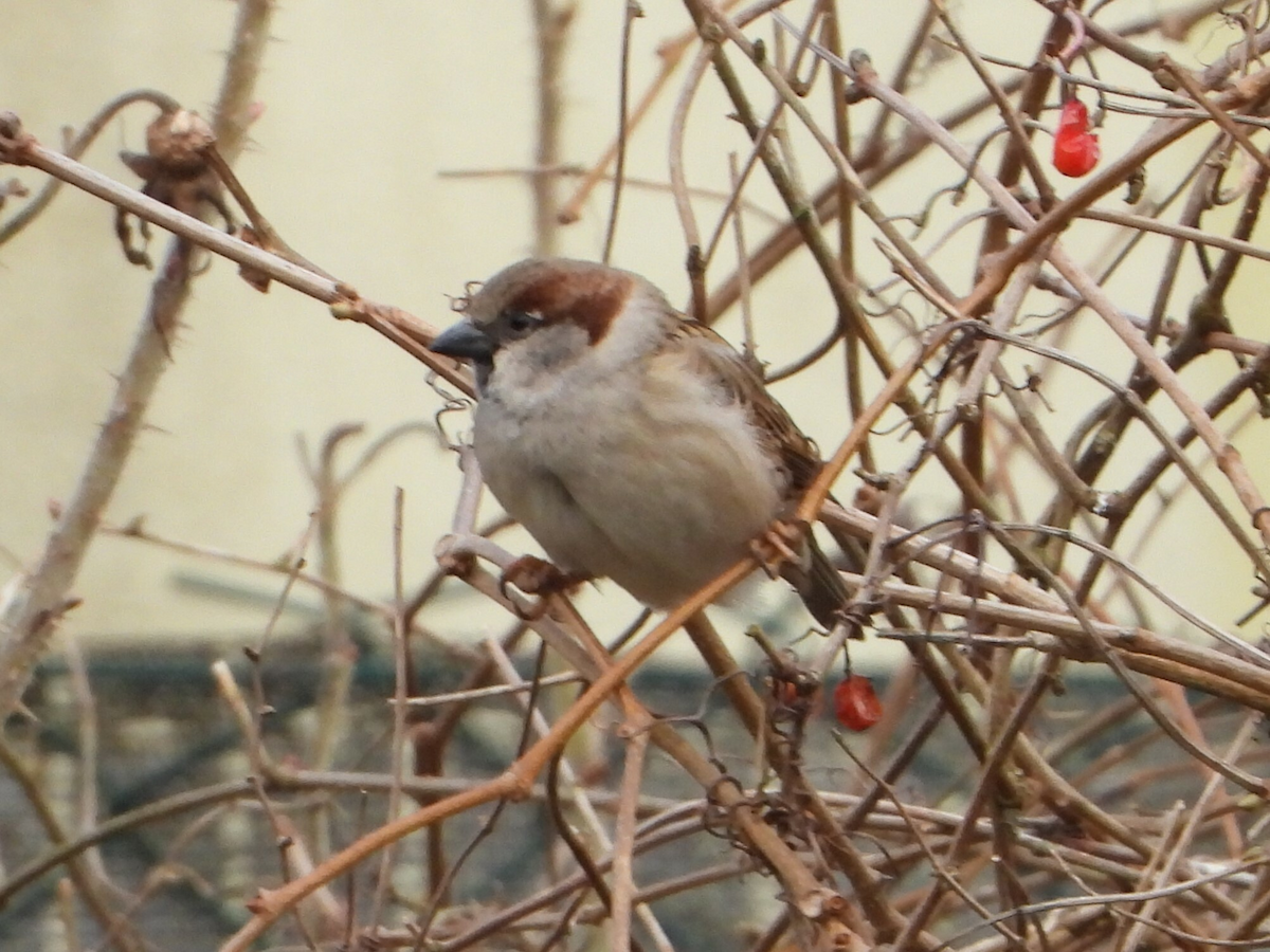 House x Eurasian Tree Sparrow (hybrid) - ML631507396