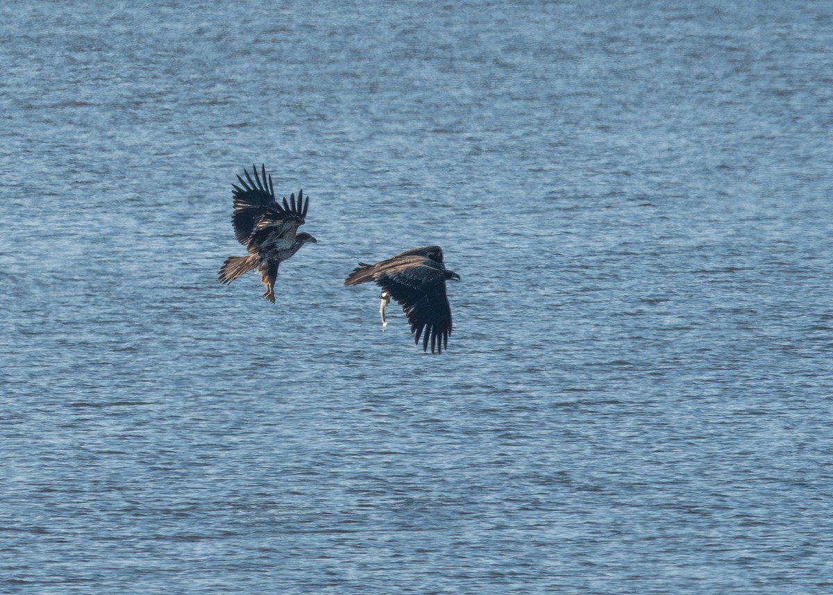 Bald Eagle - ML631507404