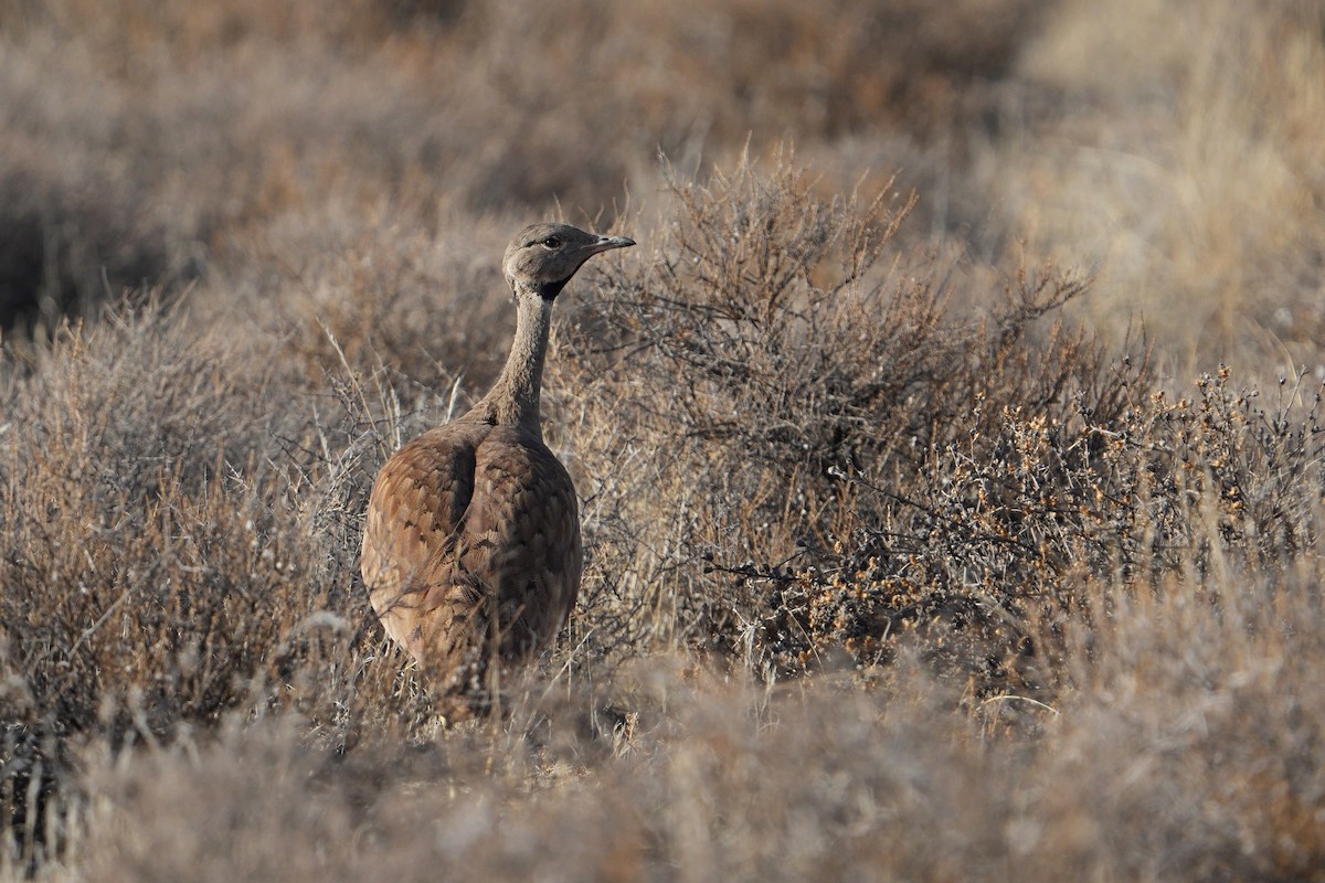 Karoo Bustard - ML631507419