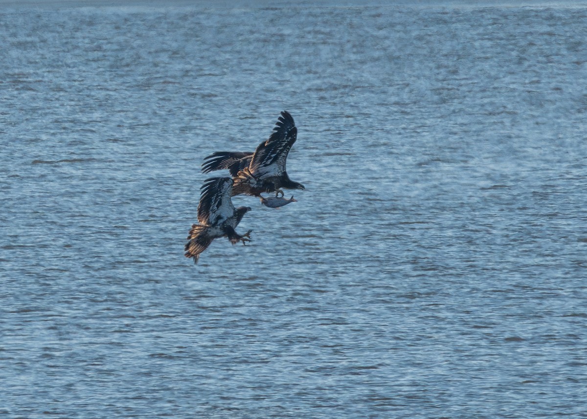 Bald Eagle - ML631507423
