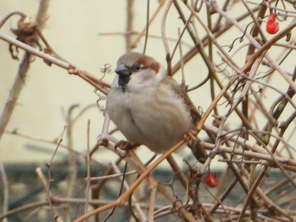 House x Eurasian Tree Sparrow (hybrid) - ML631507448