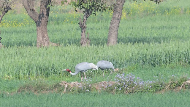Sarus Crane - ML631507460