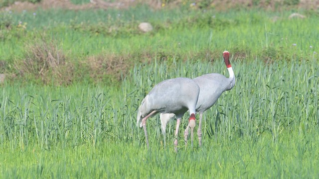 Sarus Crane - ML631507497