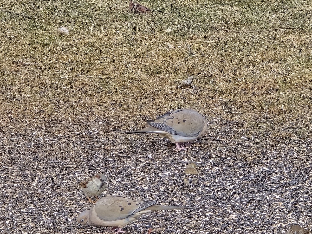 Mourning Dove - ML631507526