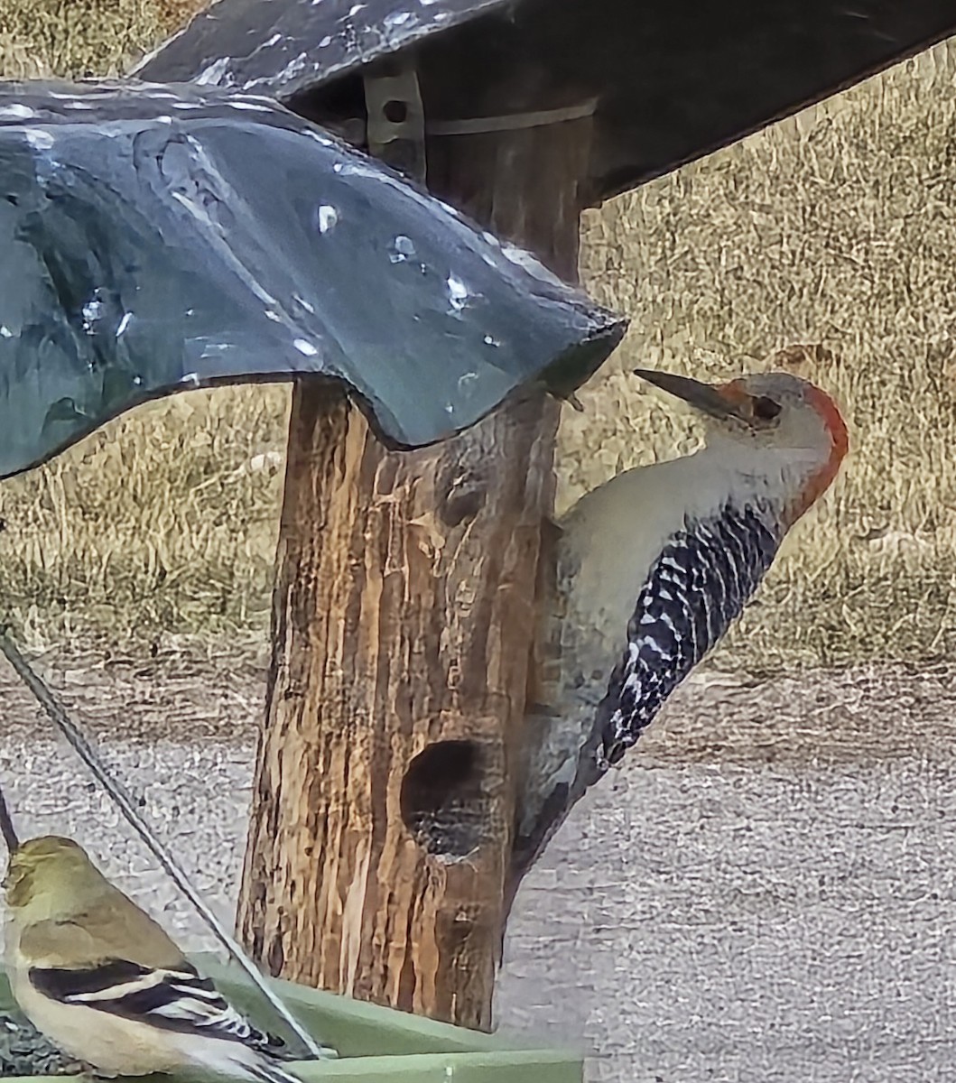 Red-bellied Woodpecker - ML631507534