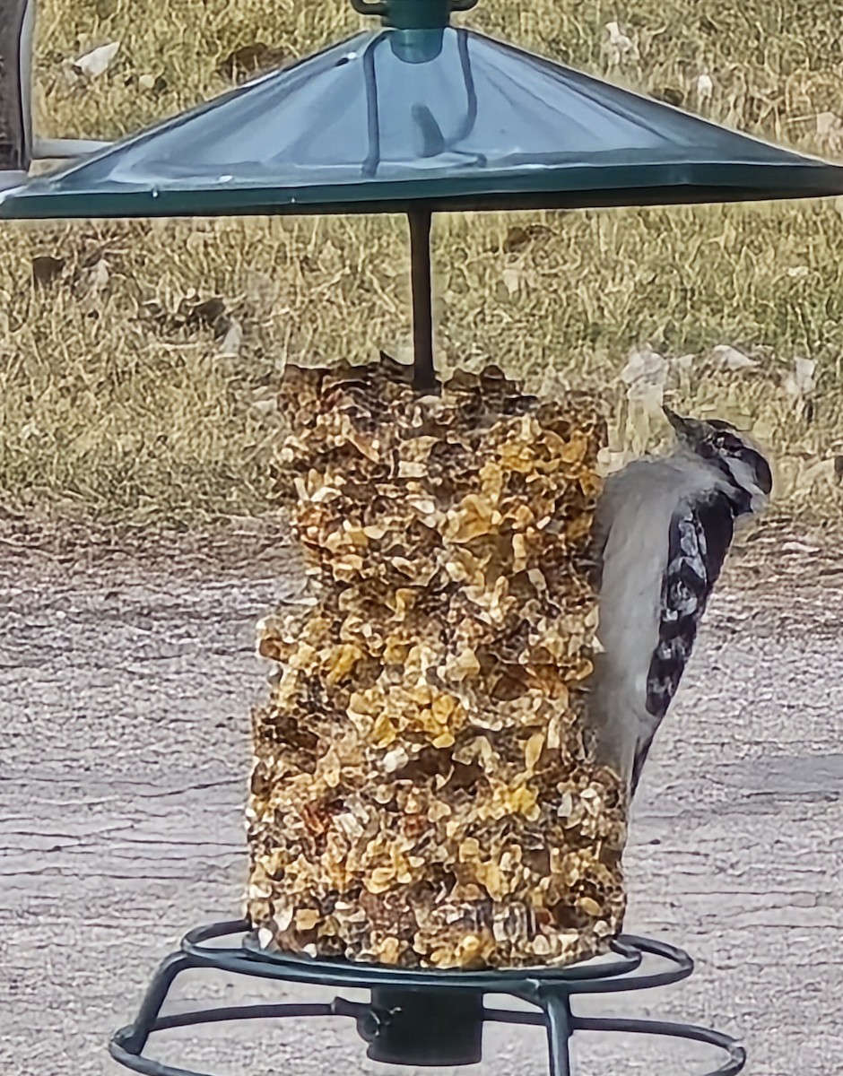 Downy Woodpecker - ML631507544