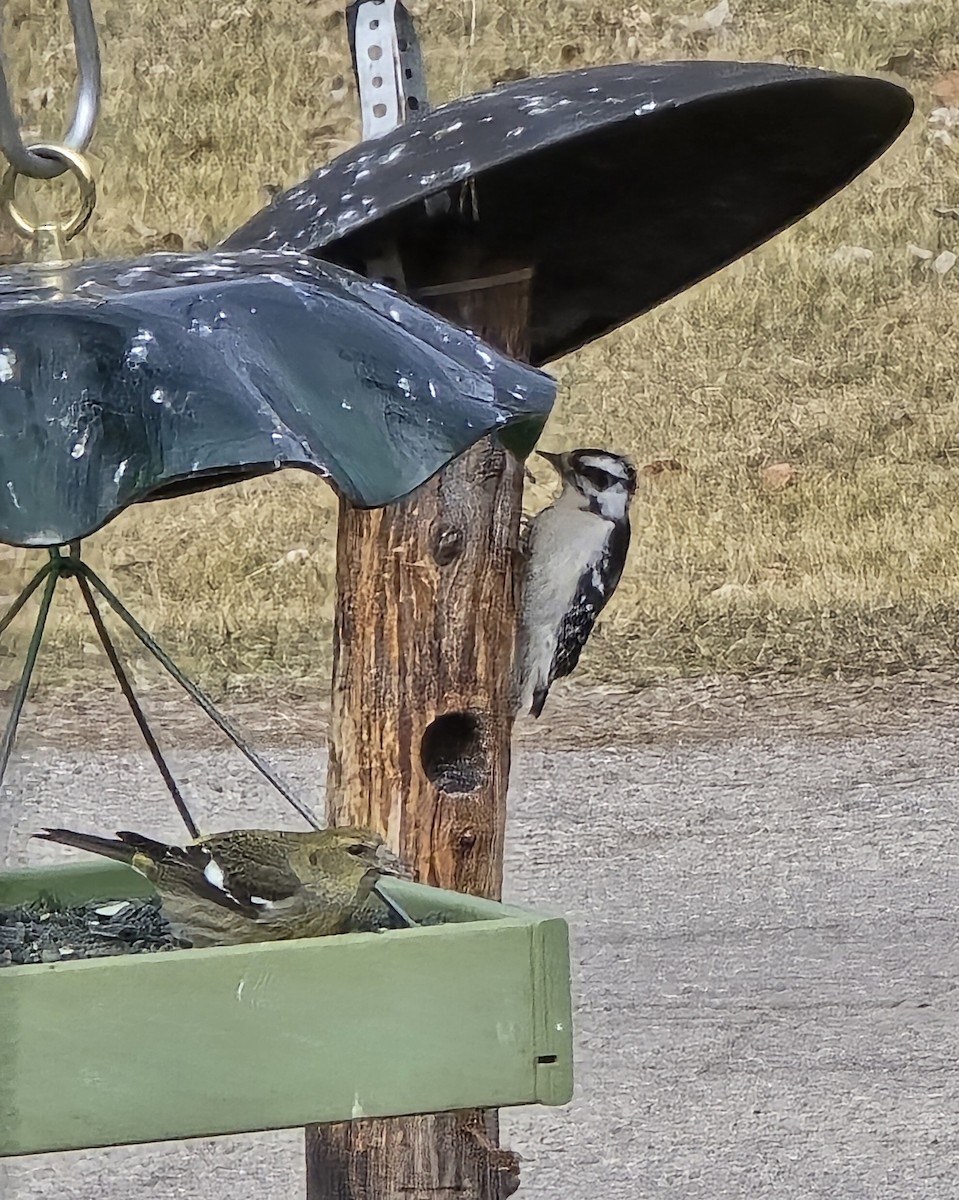 Downy Woodpecker - ML631507558