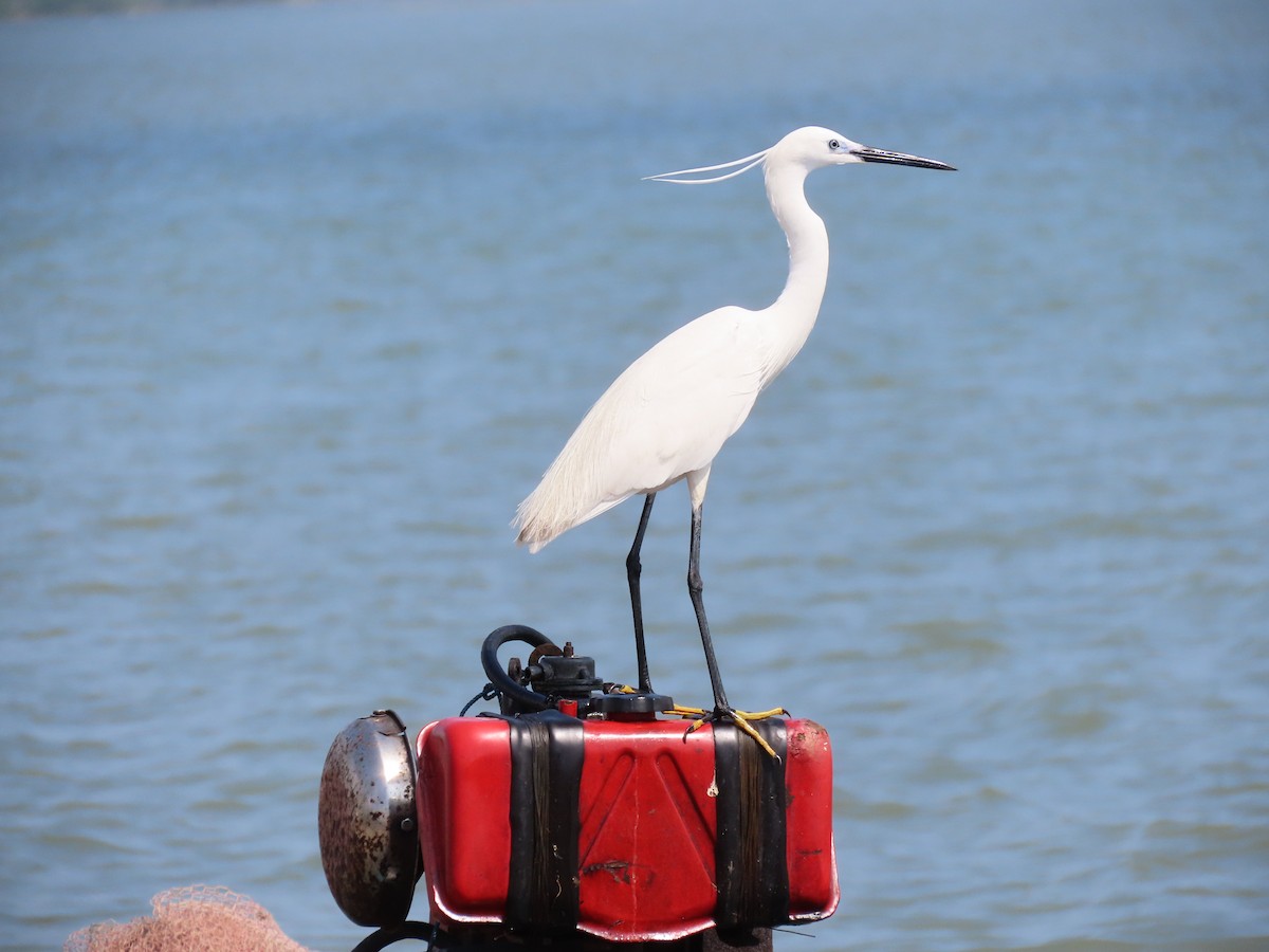 Little Egret - ML631507640