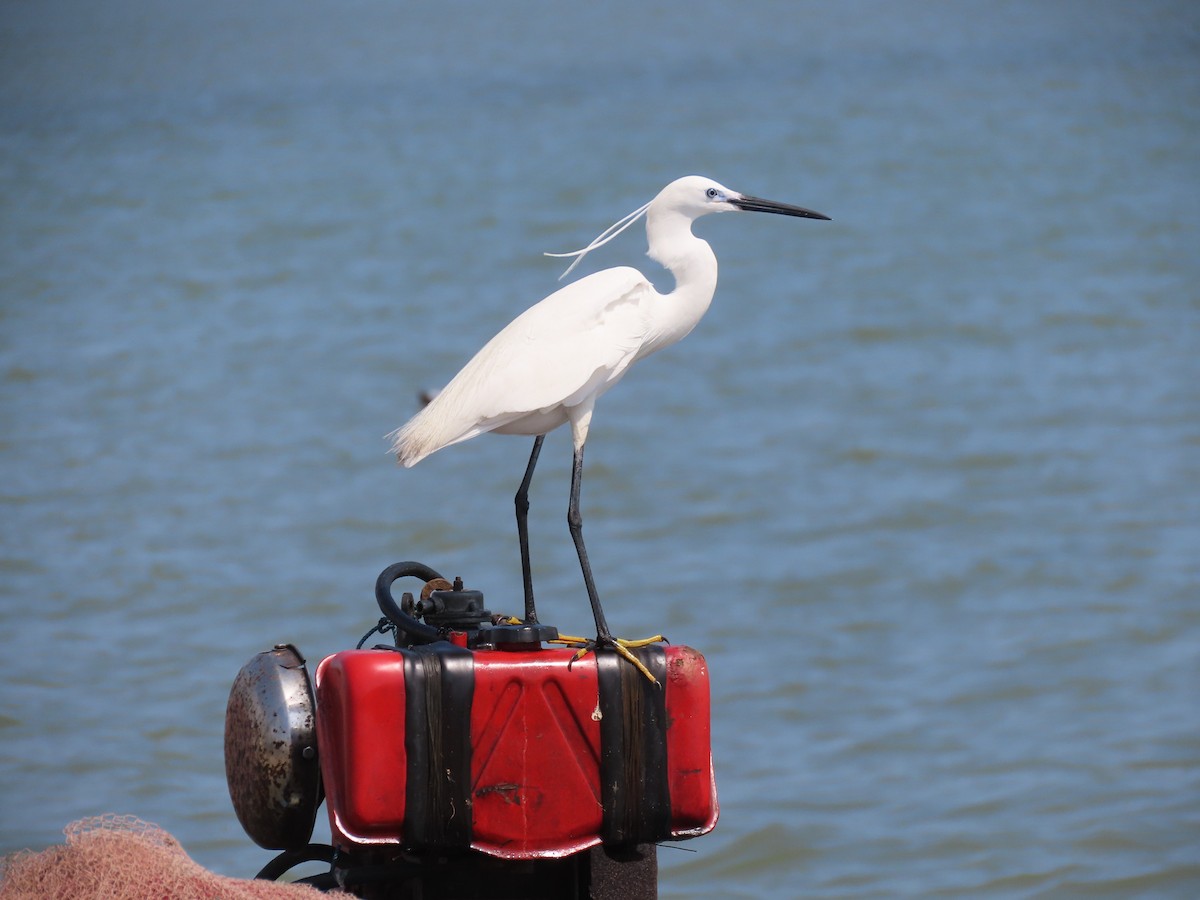 Little Egret - ML631507641