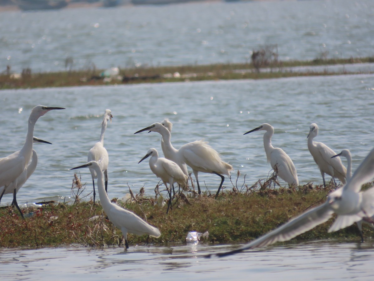Little Egret - ML631507643
