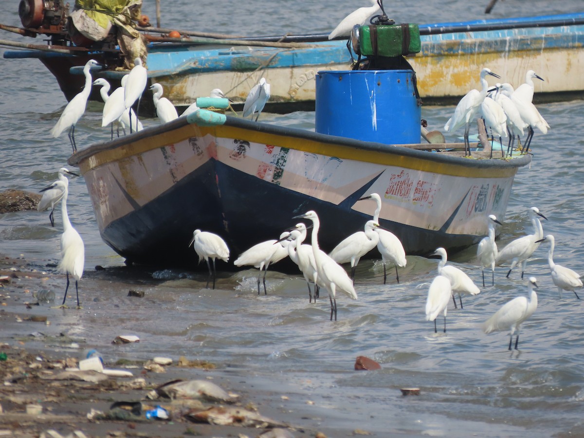 Little Egret - ML631507644