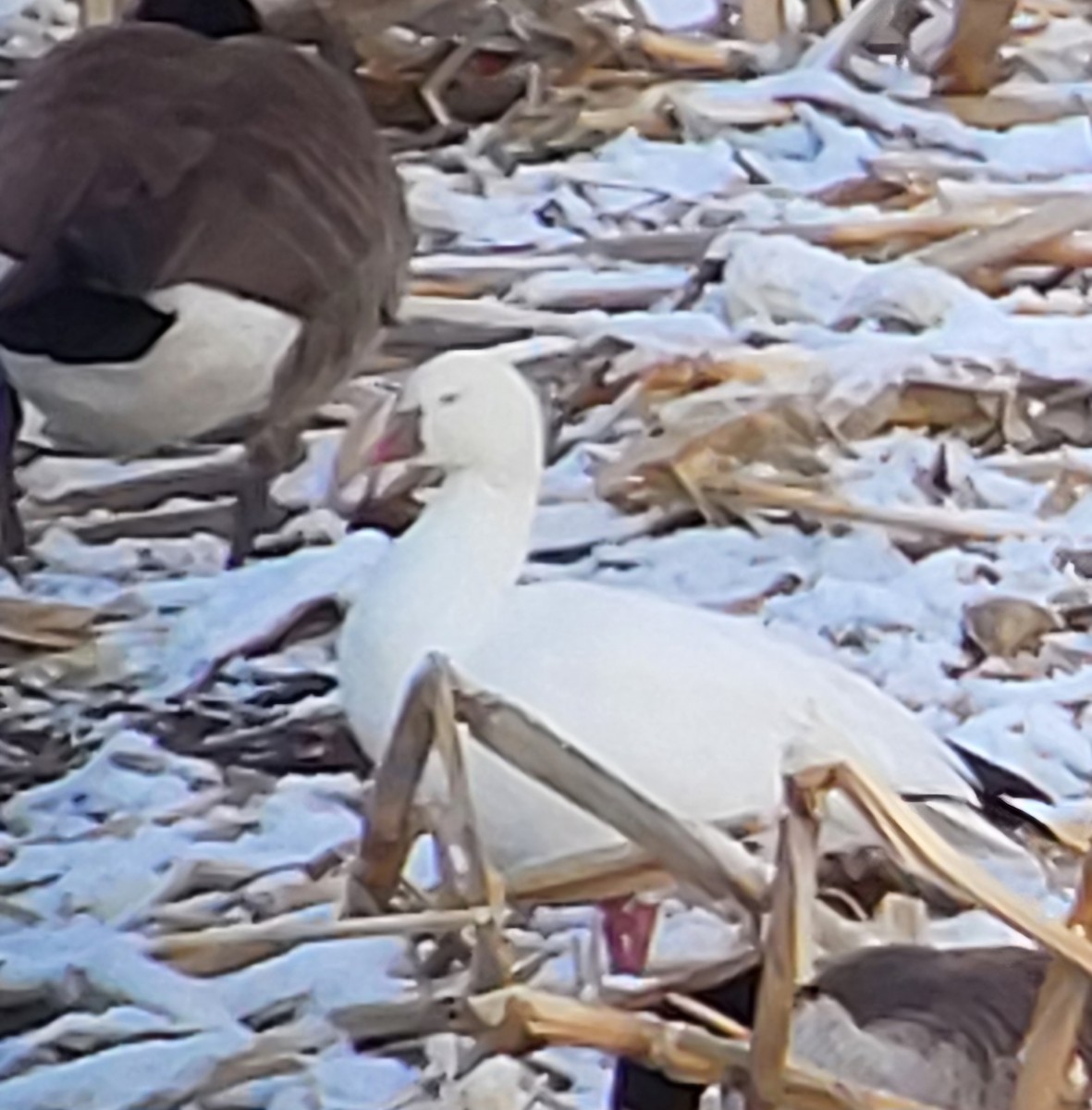 Ross's Goose - ML631507661