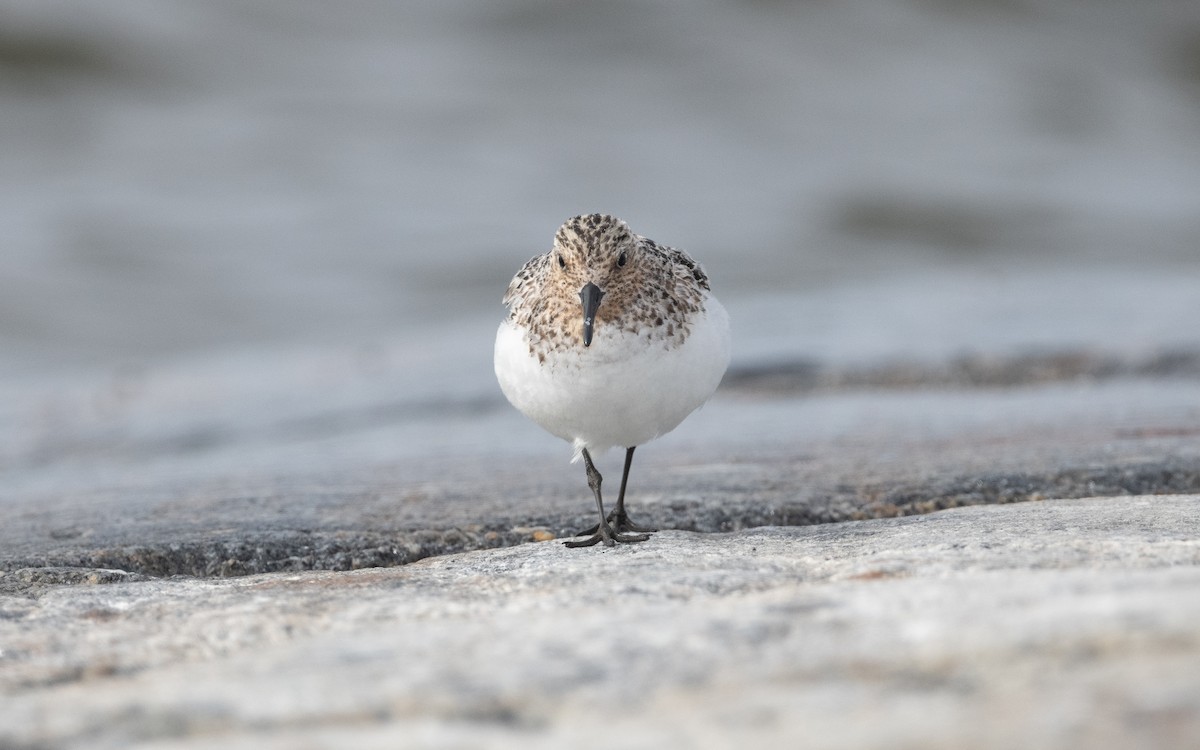 Sanderling - ML631507662