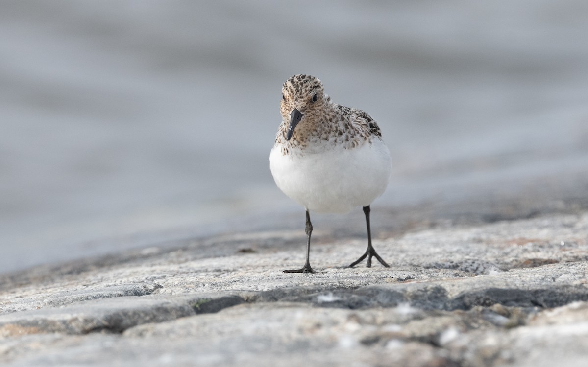 Sanderling - ML631507663