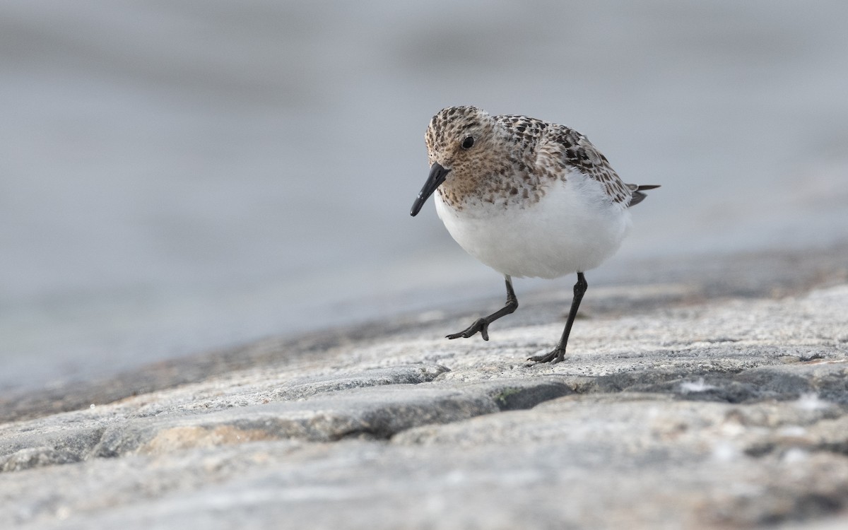 Sanderling - ML631507664