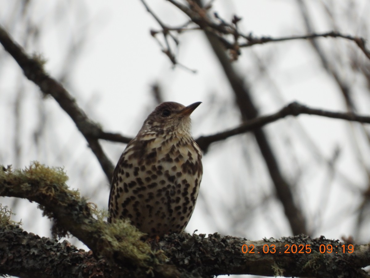 Бужмаг хөөндэй - ML631507728