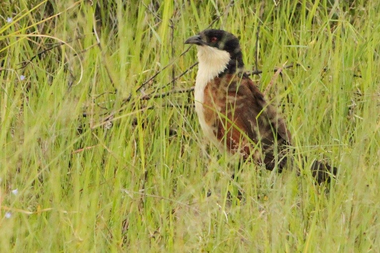 Kupferschwanzkuckuck - ML631508152