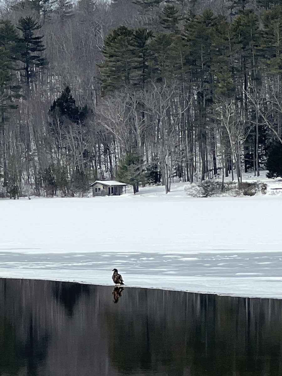 Bald Eagle - ML631508397