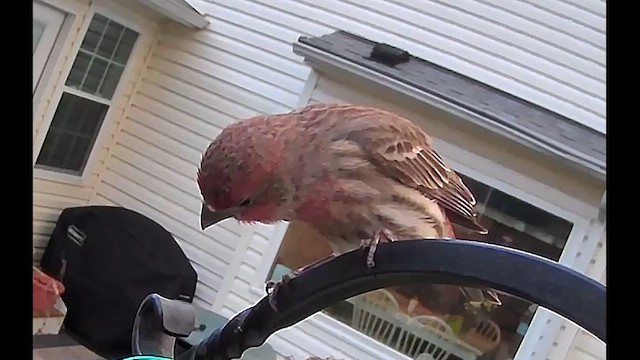 House Finch - ML631508398