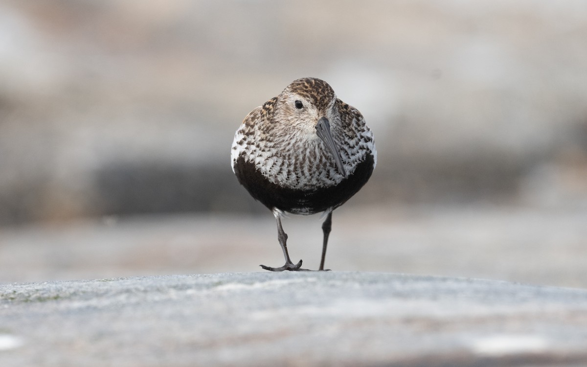 Dunlin - ML631508399