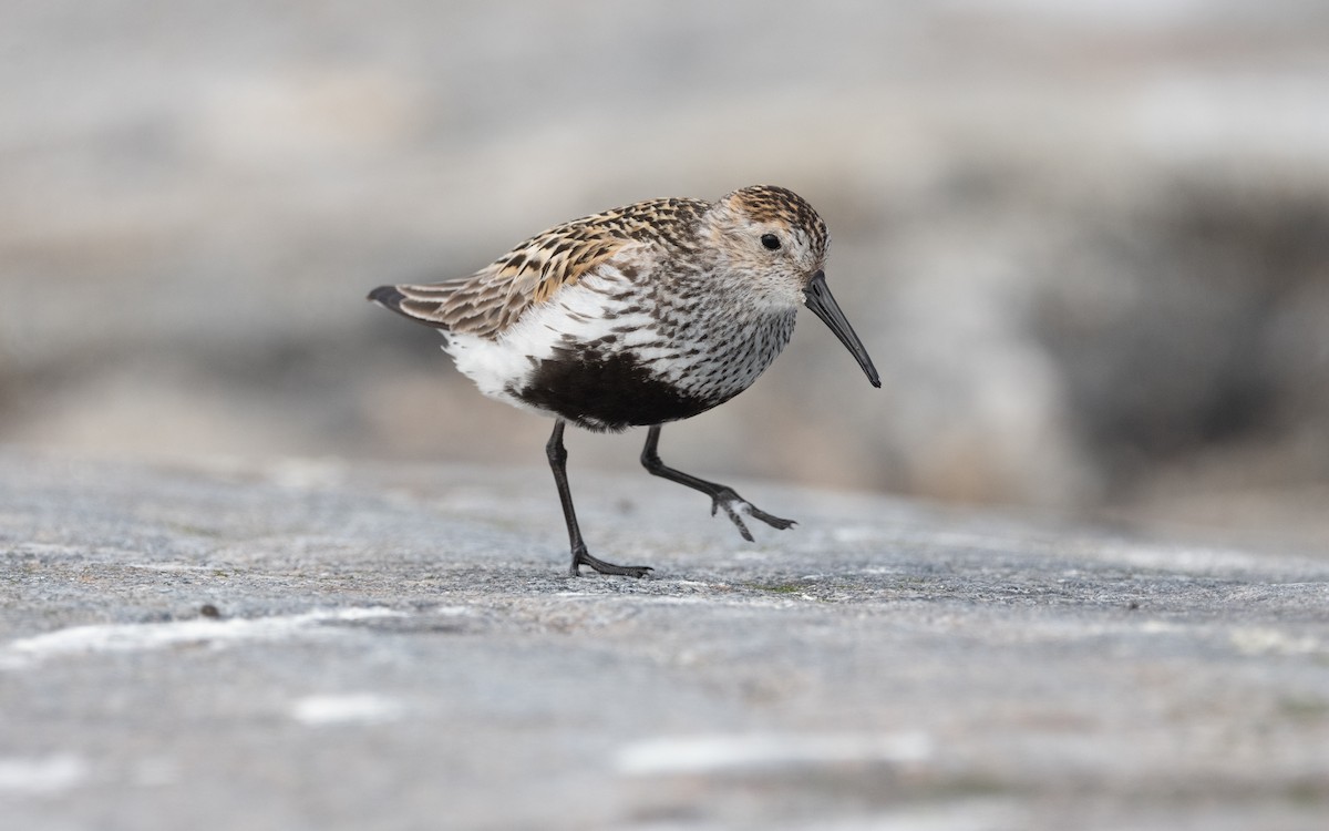 Dunlin - ML631508401